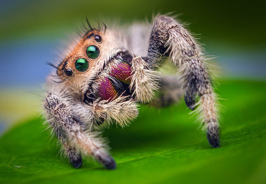 Fluffy Spider