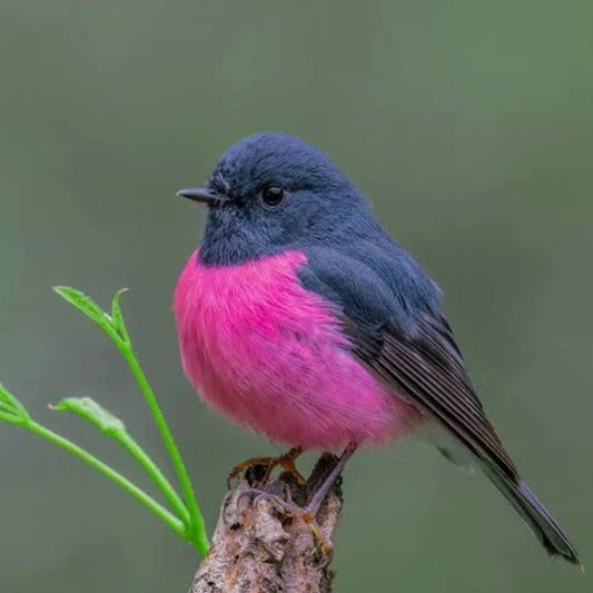 Pink Robin