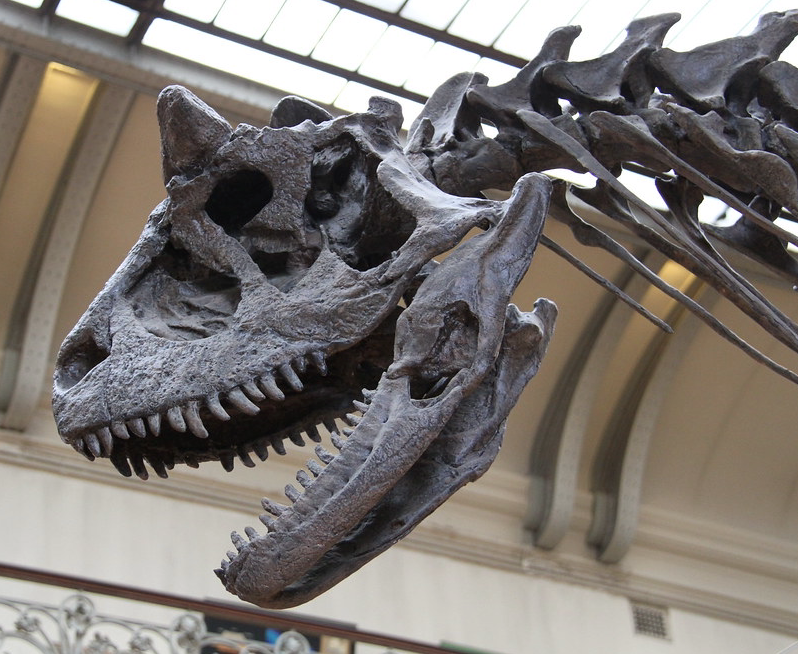 Carnotaurus Skull