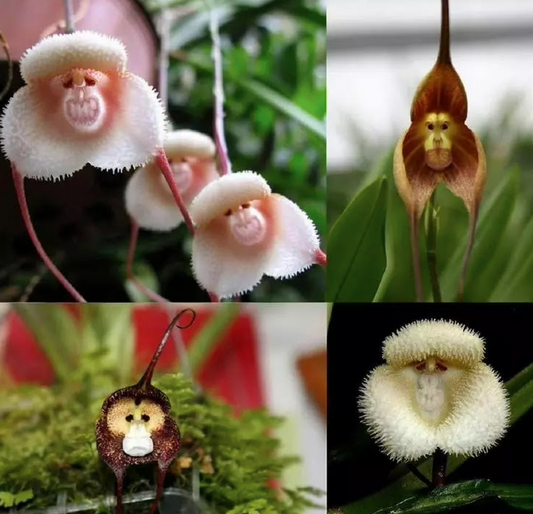 Monkey Orchids